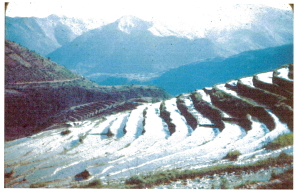 Rice fields terraced into the side of the mountain.